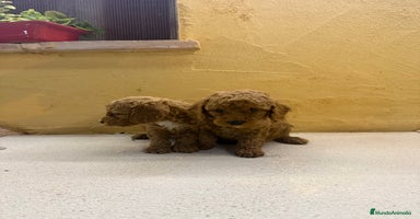 Caniche Toy perros - Anuncio 12