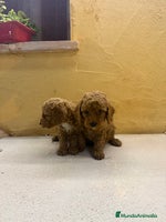 Caniche Toy perros - Anuncio 16