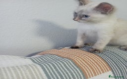 Siamés gatos en venta: Siamés última hembra - Imagen 4