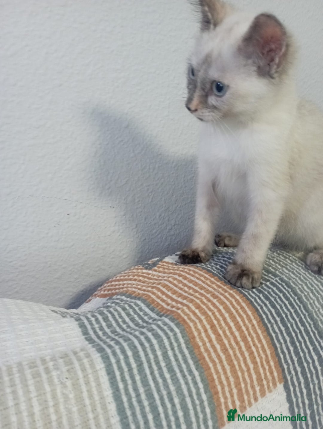 Siamés gatos en venta: Siamés última hembra - Imagen 4
