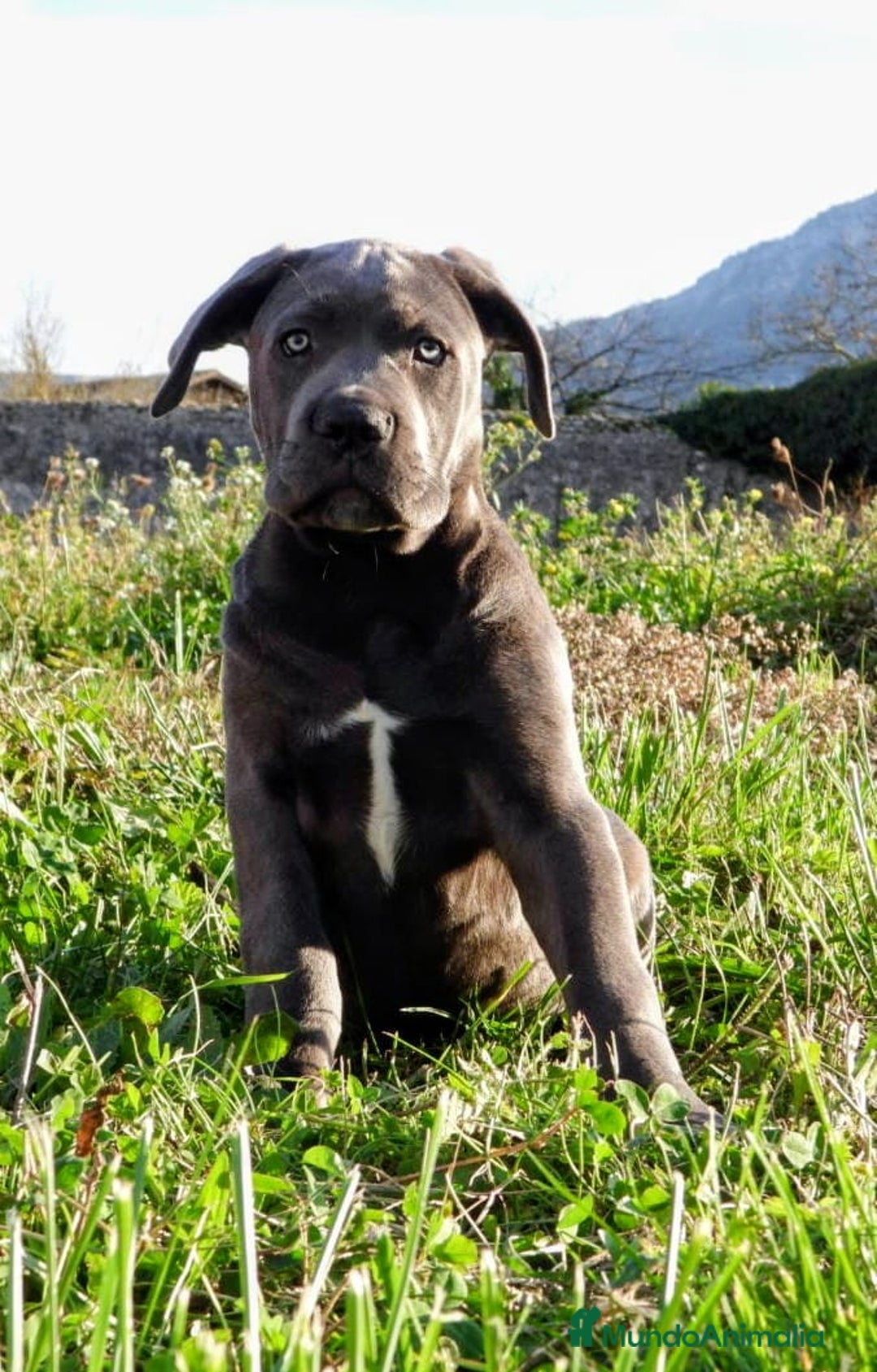 Cane Corso perros en venta: Preciosos cachorros de Cane corso - Anuncio 7