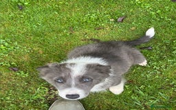 Border Collie perros en venta: Border collie Blue - Imagen 1