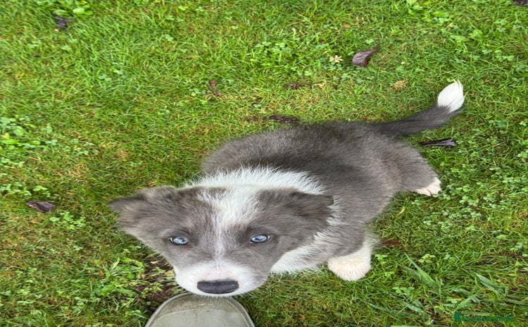Border Collie perros - Anuncio 2