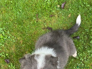 Border Collie perros - Anuncio 19