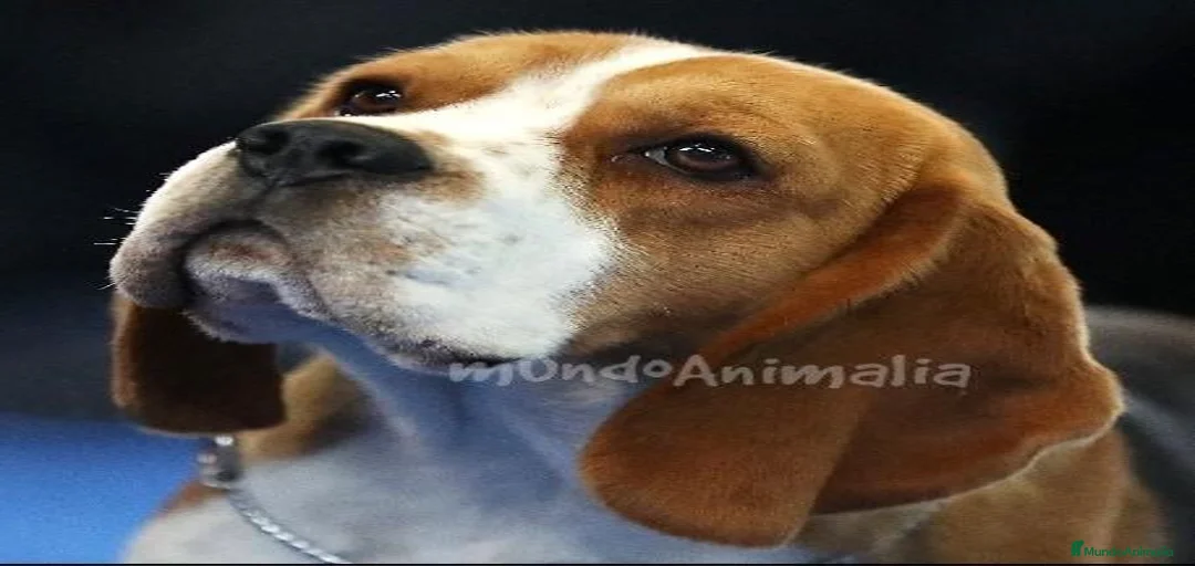 Imagen de galería {{count}}