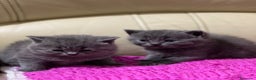 Británico de Pelo Corto gatos en venta: Cariñosos Britthis shorthair negros  en Madrid - Anuncio 6