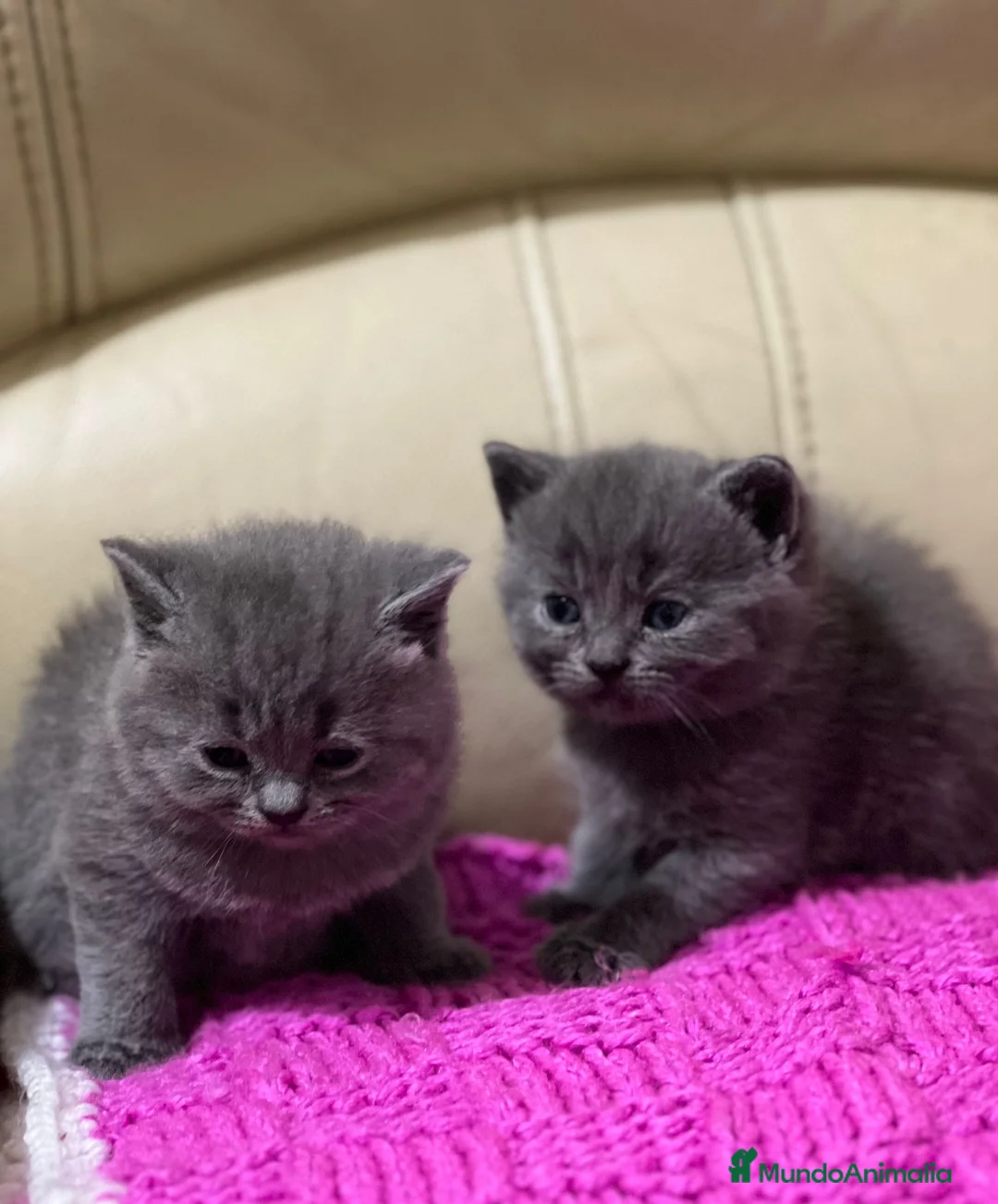 Británico de Pelo Corto gatos en venta: Cariñosos Britthis shorthair negros  en Madrid - Anuncio 6