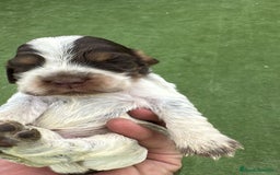Cocker Spaniel Inglés perros en venta: Exclusivos 3 machos de cocker bicolor chocolate!! - Imagen 7