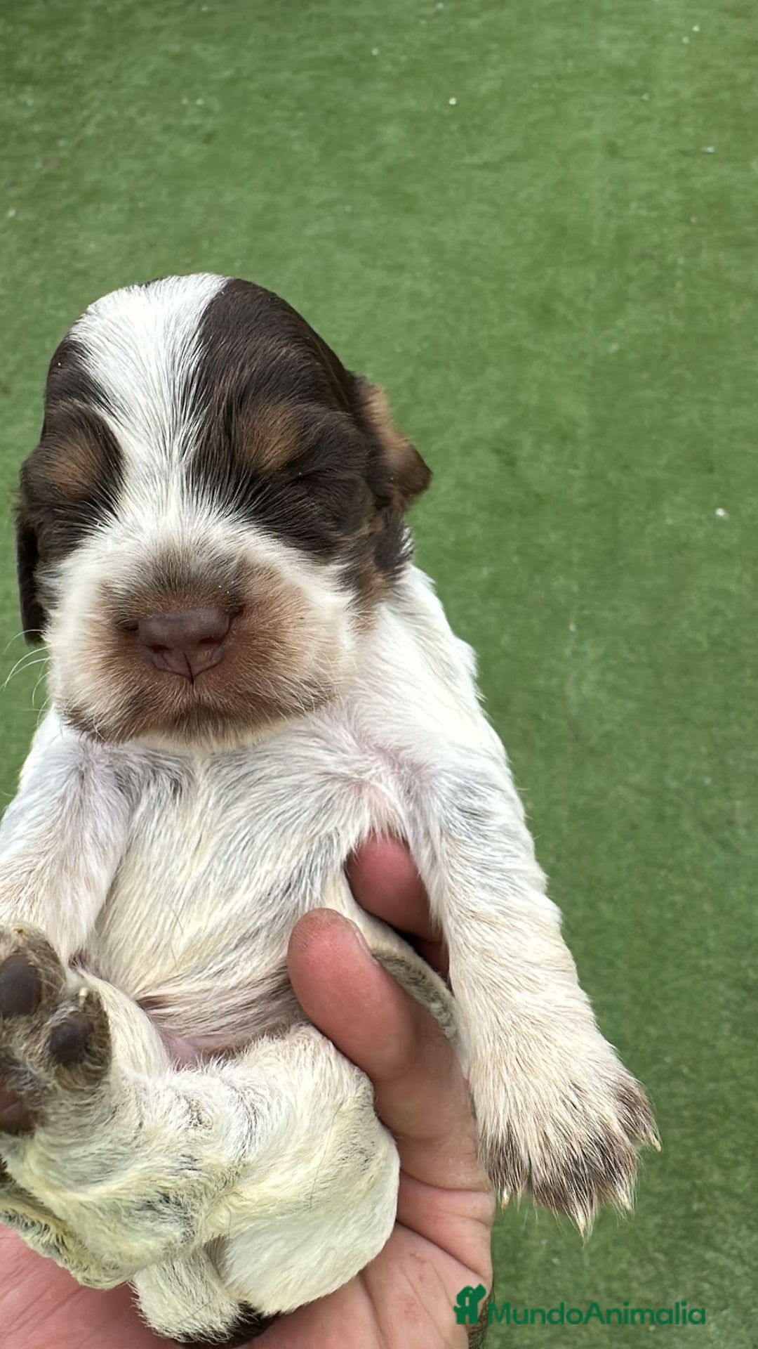 Cocker Spaniel Inglés perros en venta: Exclusivos 3 machos de cocker bicolor chocolate!! - Imagen 7