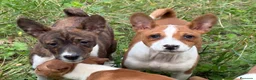 Basenji perros en venta: 🐾🐾🐾 BASENJI EXCLUSIVOS 🐾🐾🐾 - Anuncio 3