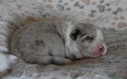 Border Collie perros en venta: cachorro rojo mirlo de Border Collie - Imagen 10