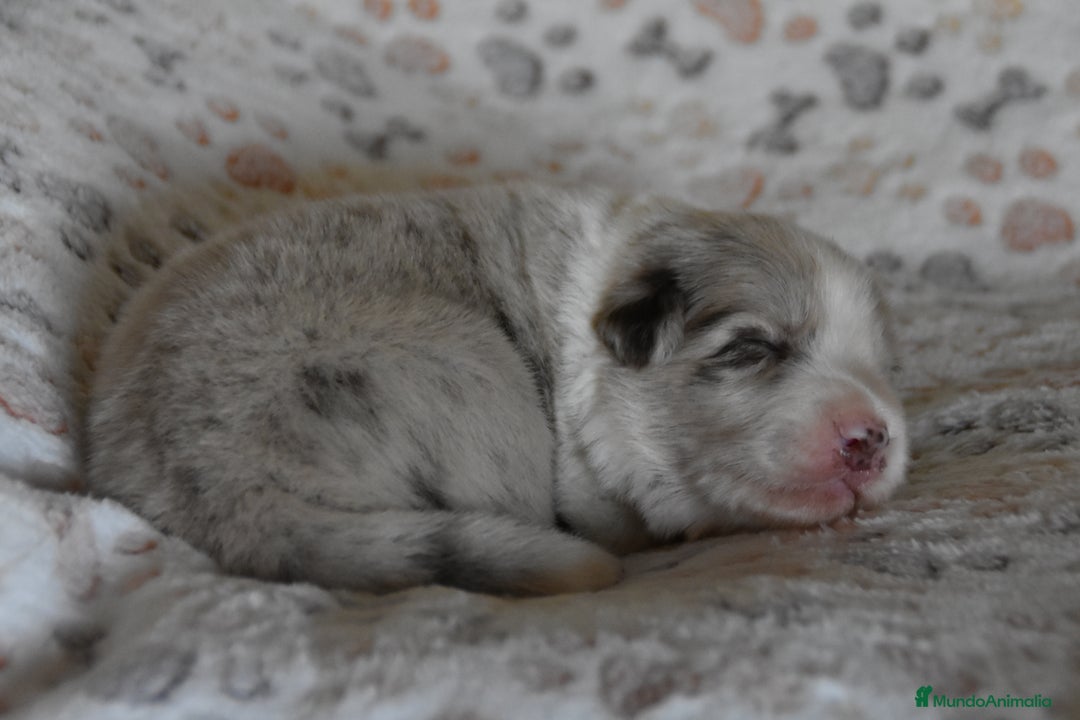 Border Collie perros en venta: cachorro rojo mirlo de Border Collie - Imagen 10