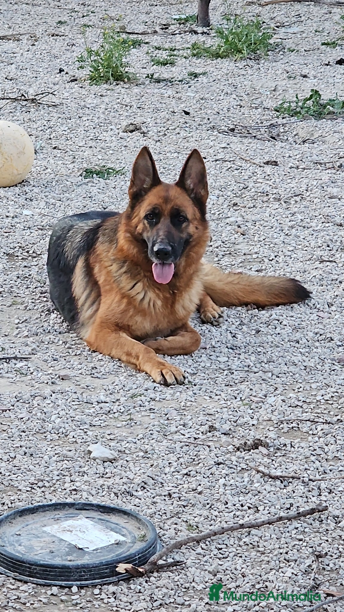 Pastor Alemán perros Espectacular hembra de pastor alemán  - Anuncio 1