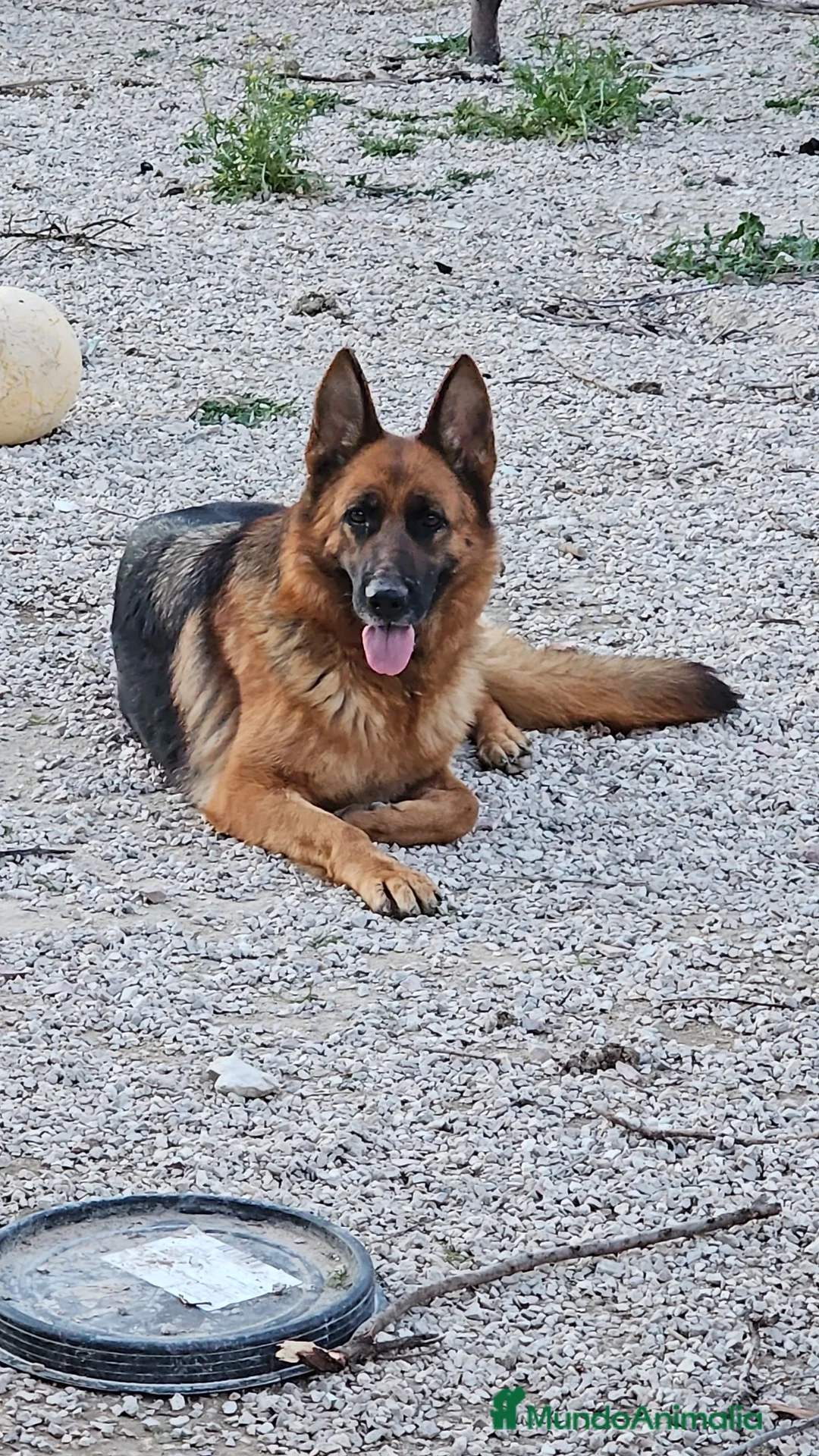 Pastor Alemán perros en venta: Espectacular hembra de pastor alemán  - Anuncio 1