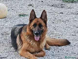 Pastor Alemán perros Espectacular hembra de pastor alemán - Anuncio 1