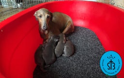 Pequeño Lebrel Italiano perros en venta: PICCOLO LEBREL ITALIANO PEDEGREE (LOE) - Imagen 2