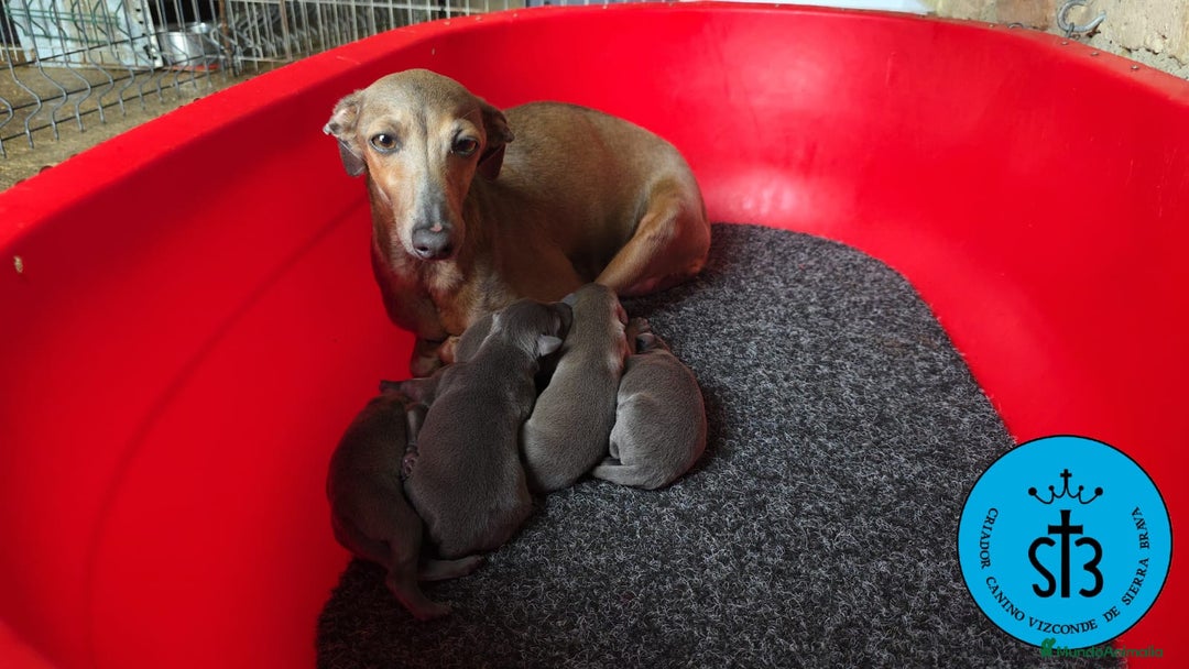 Pequeño Lebrel Italiano perros en venta: PICCOLO LEBREL ITALIANO PEDEGREE (LOE) - Imagen 2