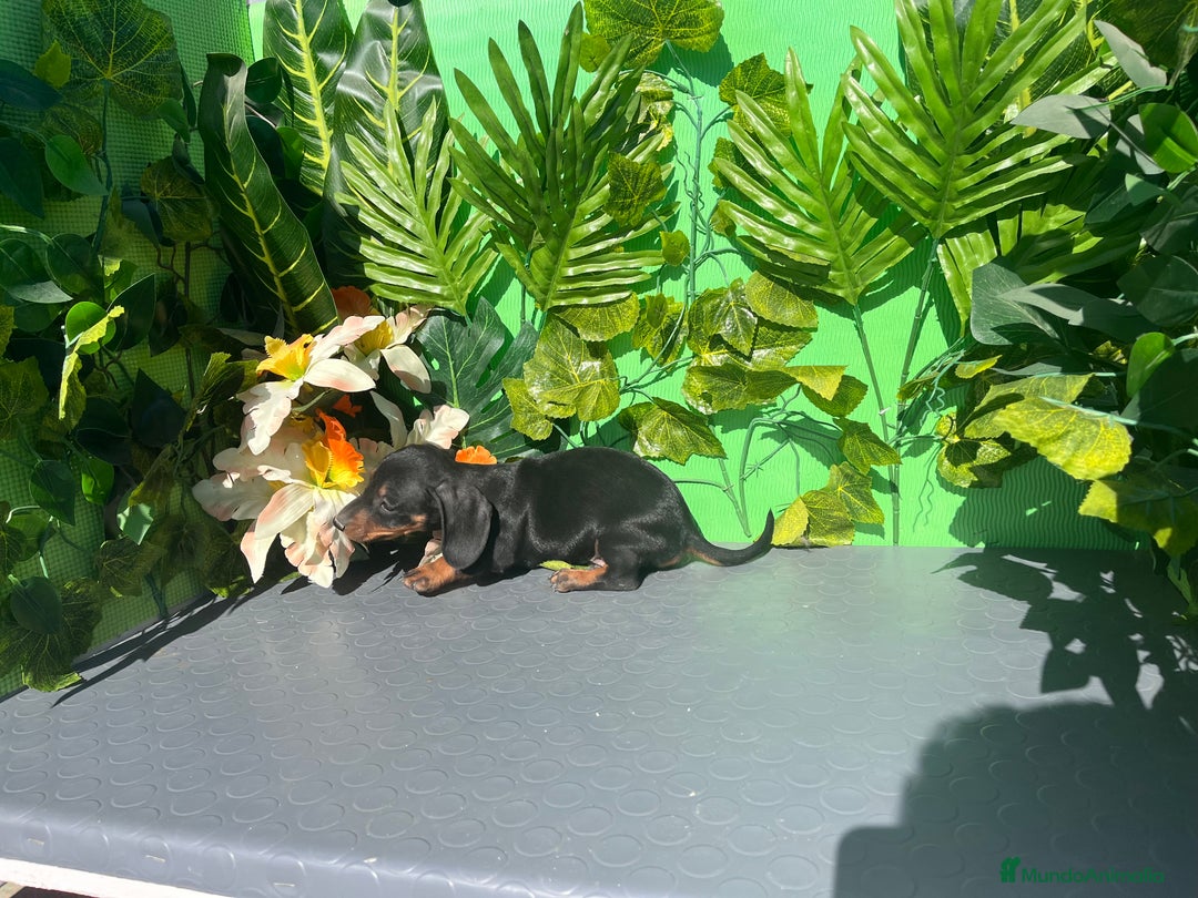 Teckel Miniatura perros en venta: Cachorro de teckel - Imagen 4
