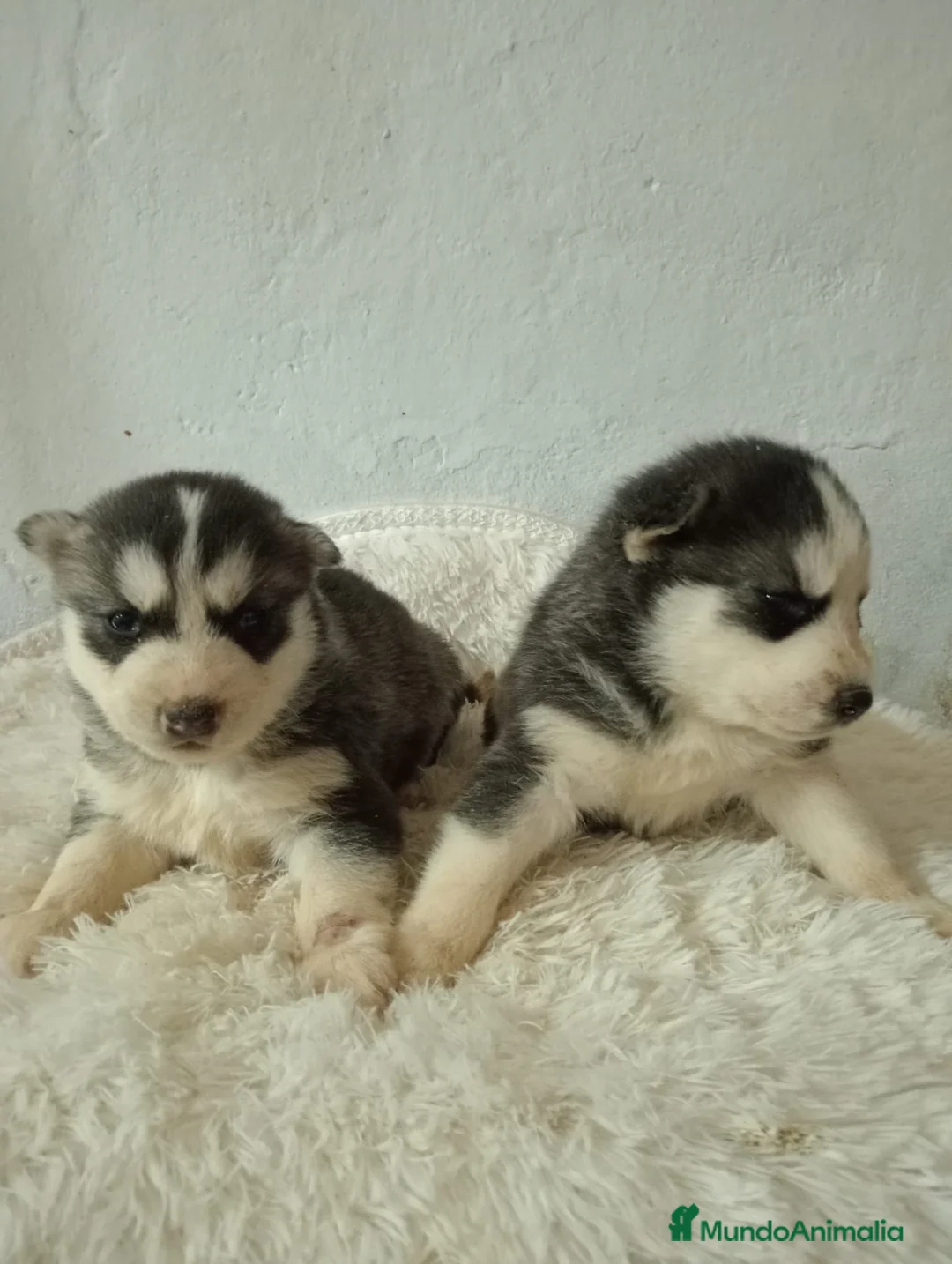 Husky Siberiano perros en venta: Husky siberiano  - Anuncio 15