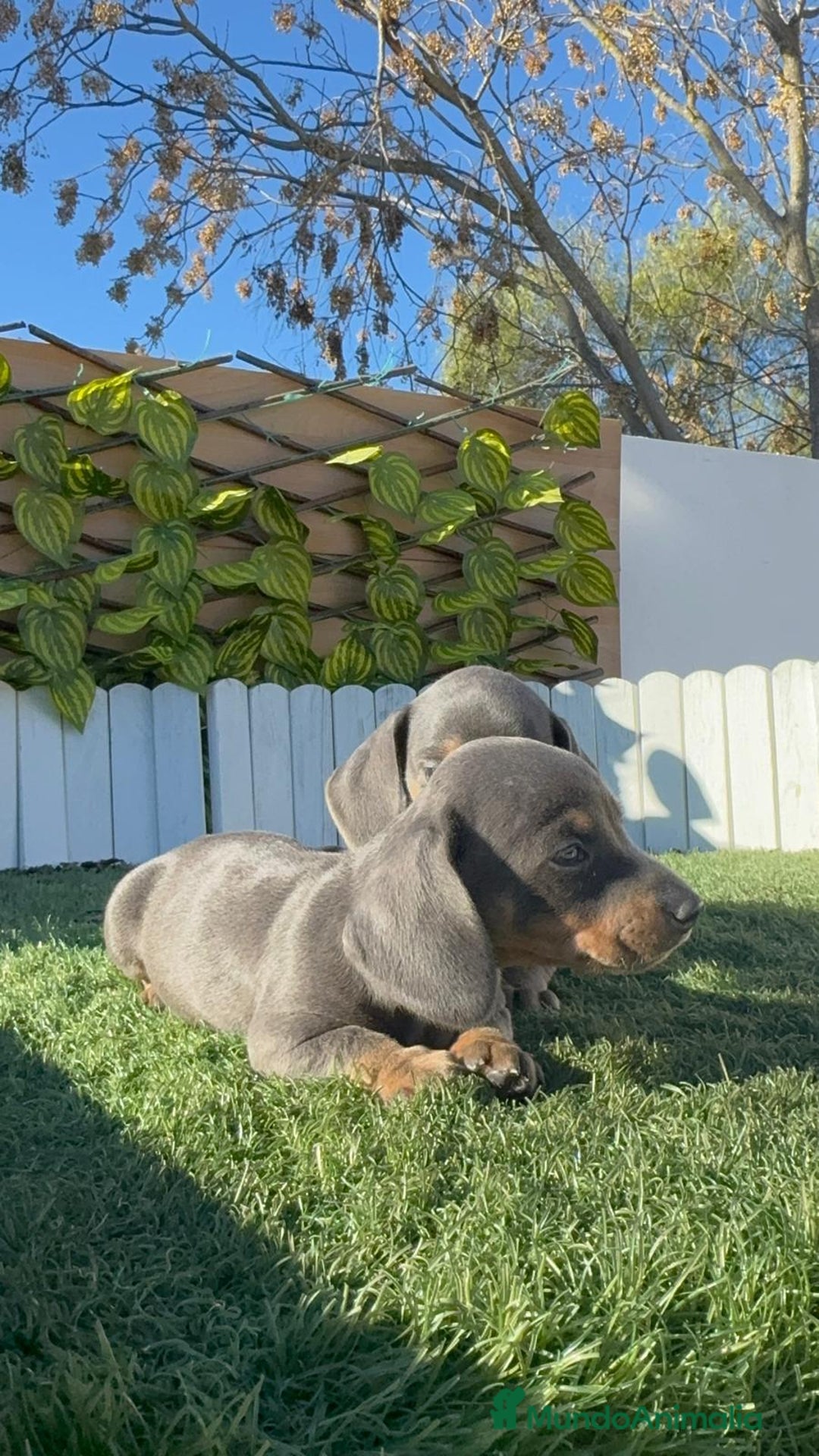 Teckel Miniatura perros en venta: TECKEL MINIATURA BLUE AND TAN - Anuncio 21