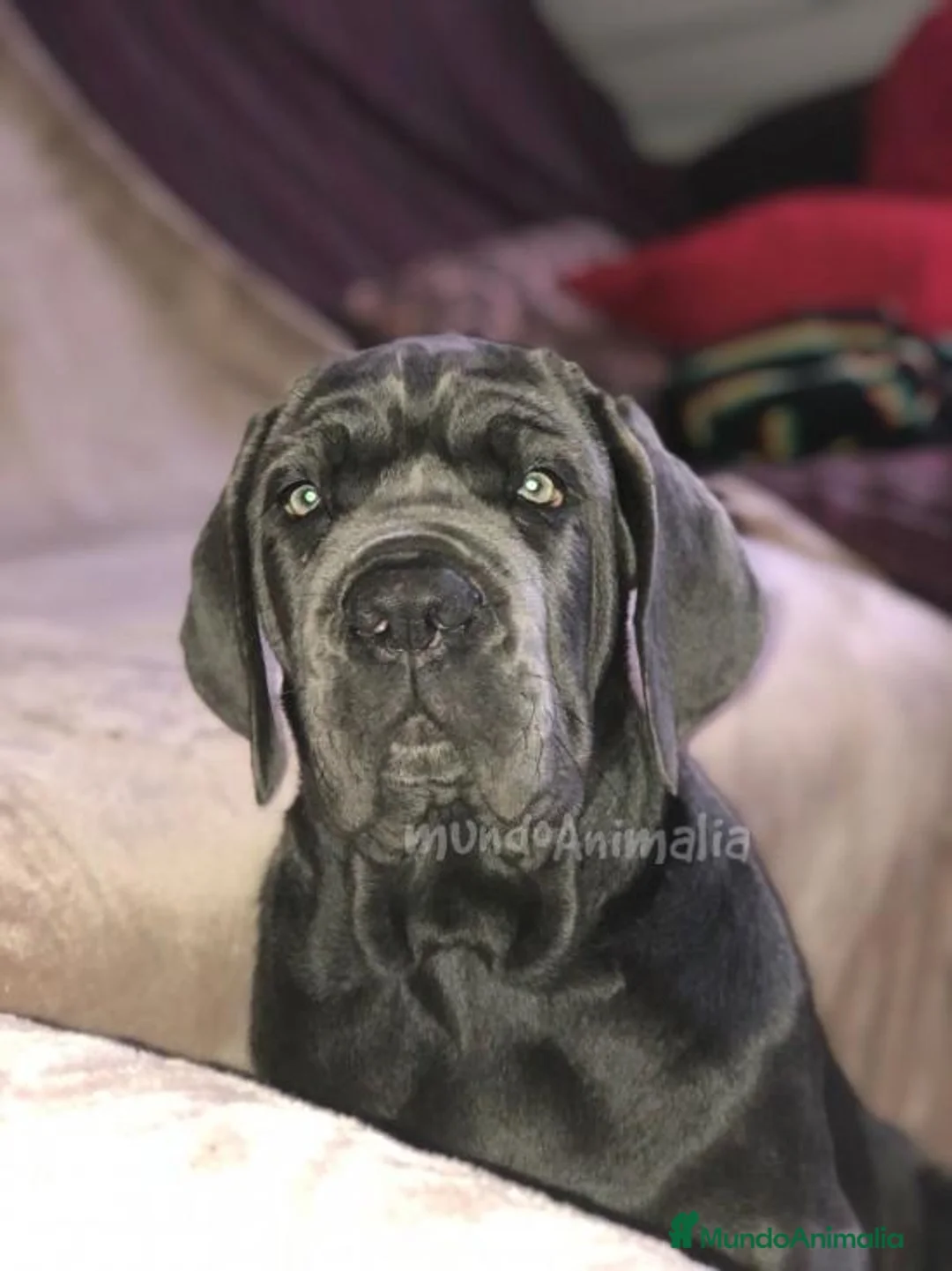 Imagen de galería {{count}}