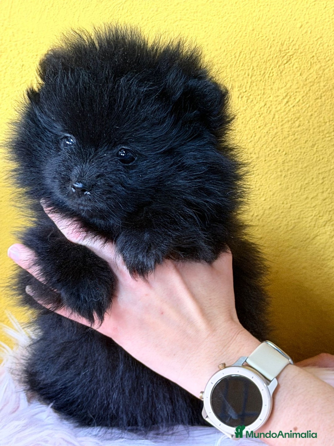 Pomerania perros en venta: Pomerania  - Anuncio 8