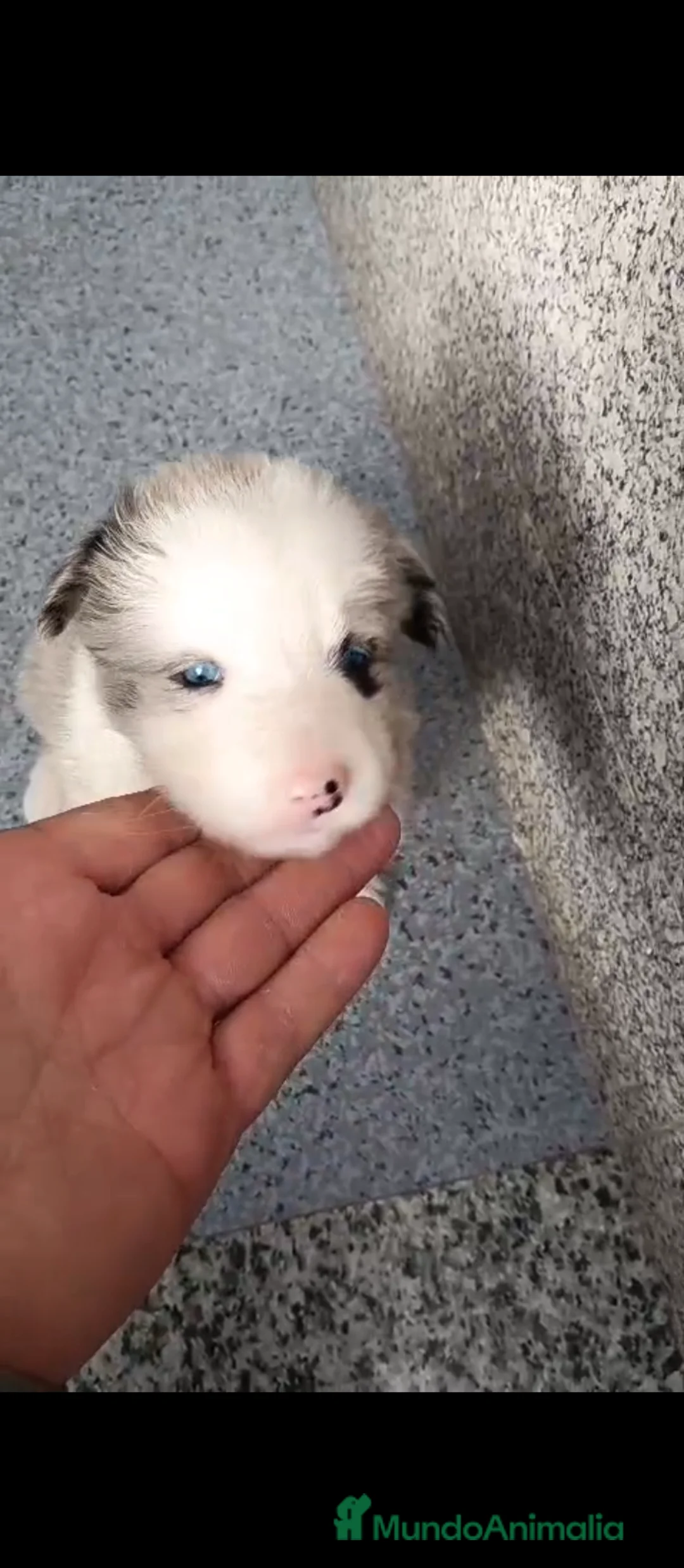 Border Collie perros en venta: Bordér collie  - Anuncio 1