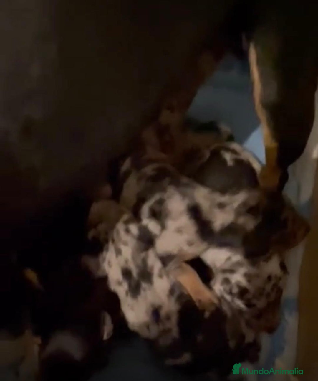 Pinscher Miniatura perros en venta: Pinscher miniatura  - Anuncio 4