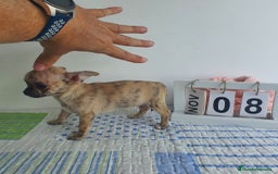 Chihuahua perros en venta: Chihuahua miniatura  - Imagen 4