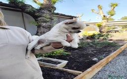 Chihuahua perros en venta: chihuahua cabeza de manzana - Imagen 4