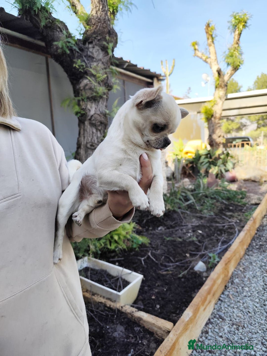 Chihuahua perros en venta: chihuahua cabeza de manzana - Imagen 4