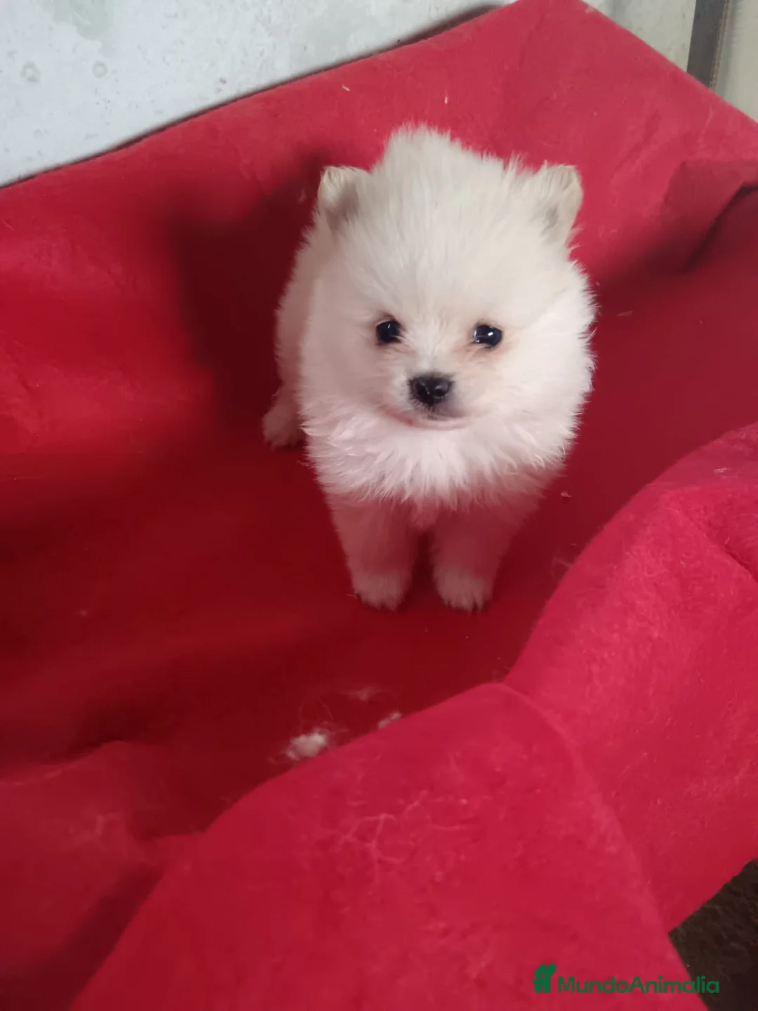 Pomerania perros en venta: Pomerania  - Anuncio 1