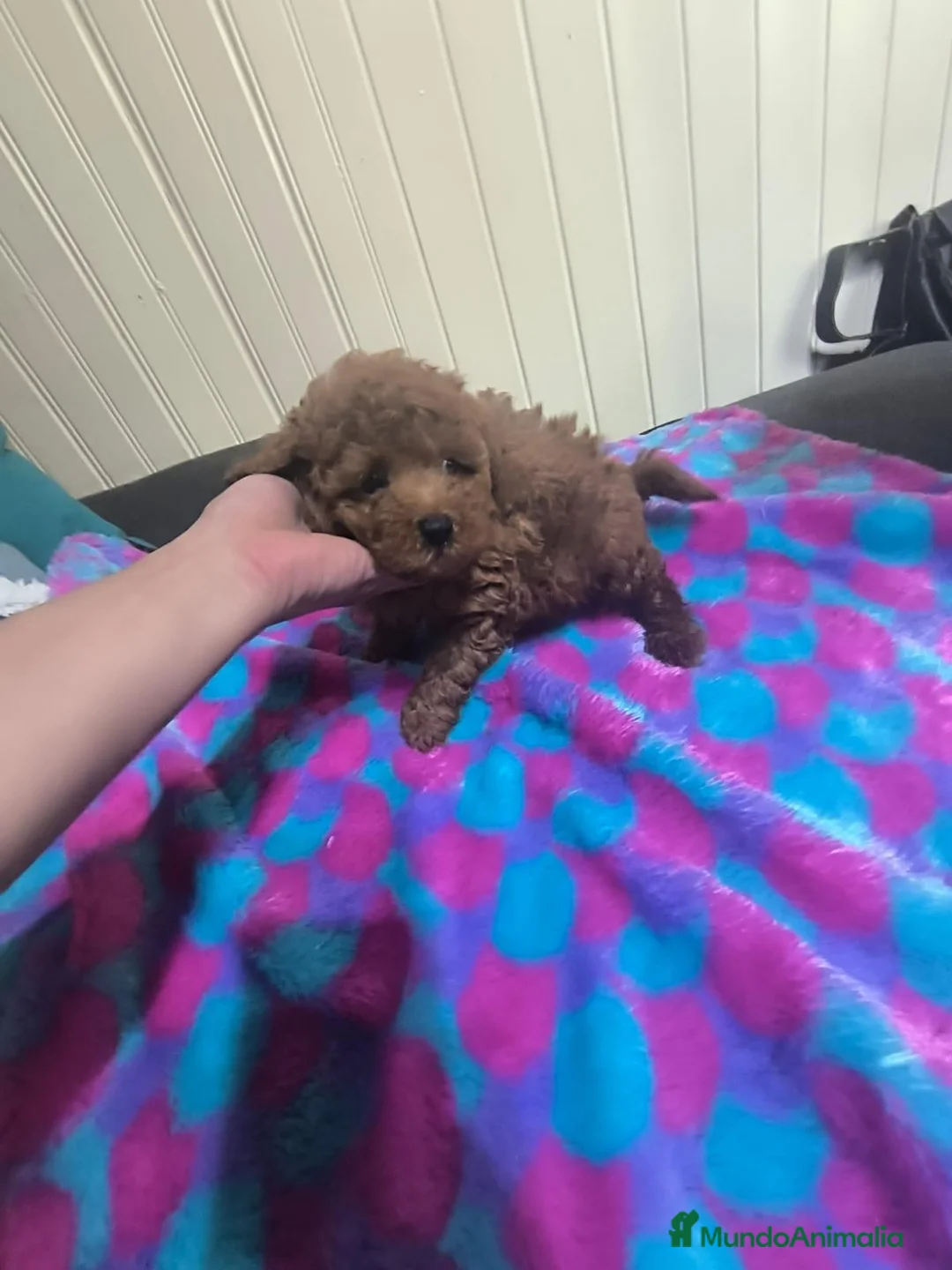 Caniche Toy perros en venta: Caniches en Curtis La Coruña  - Anuncio 1
