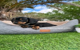 Teckel Miniatura perros en venta: TECKEL NEGRO FUEGO MINIATURA - Imagen 5