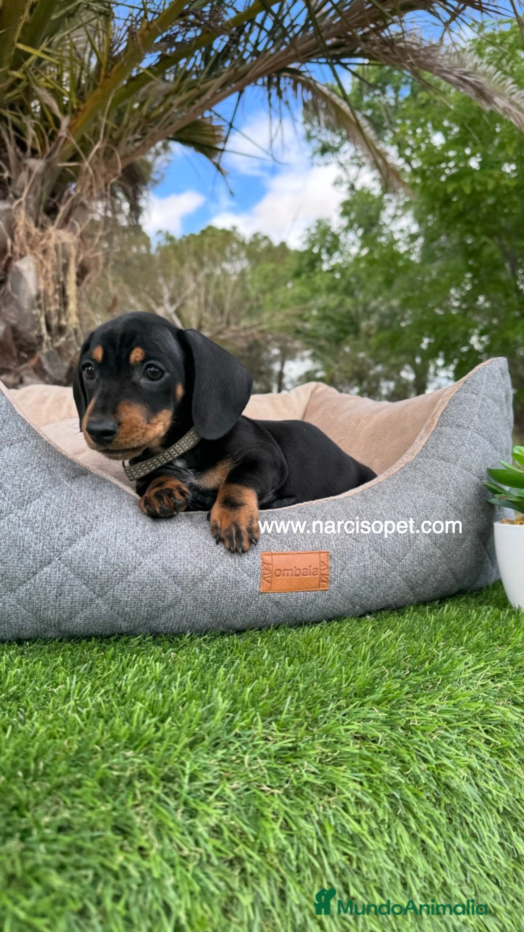Teckel Miniatura perros en venta: TECKEL NEGRO FUEGO MINIATURA - Imagen 5
