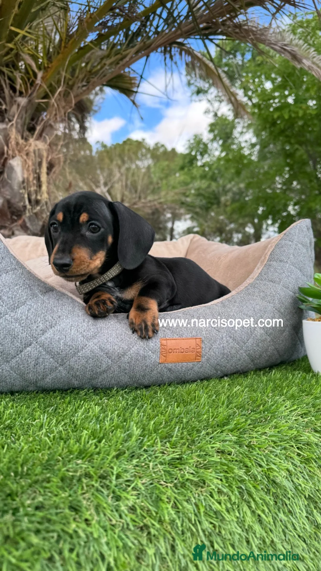 Teckel Miniatura perros en venta: TECKEL NEGRO FUEGO MINIATURA - Anuncio 5