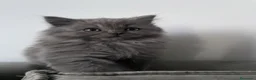 Británico de Pelo Largo gatos en venta: BRITISHLONGHAIR🩶GATITOS EXCLUSIVOS DE PELO LARGO  - Anuncio 3