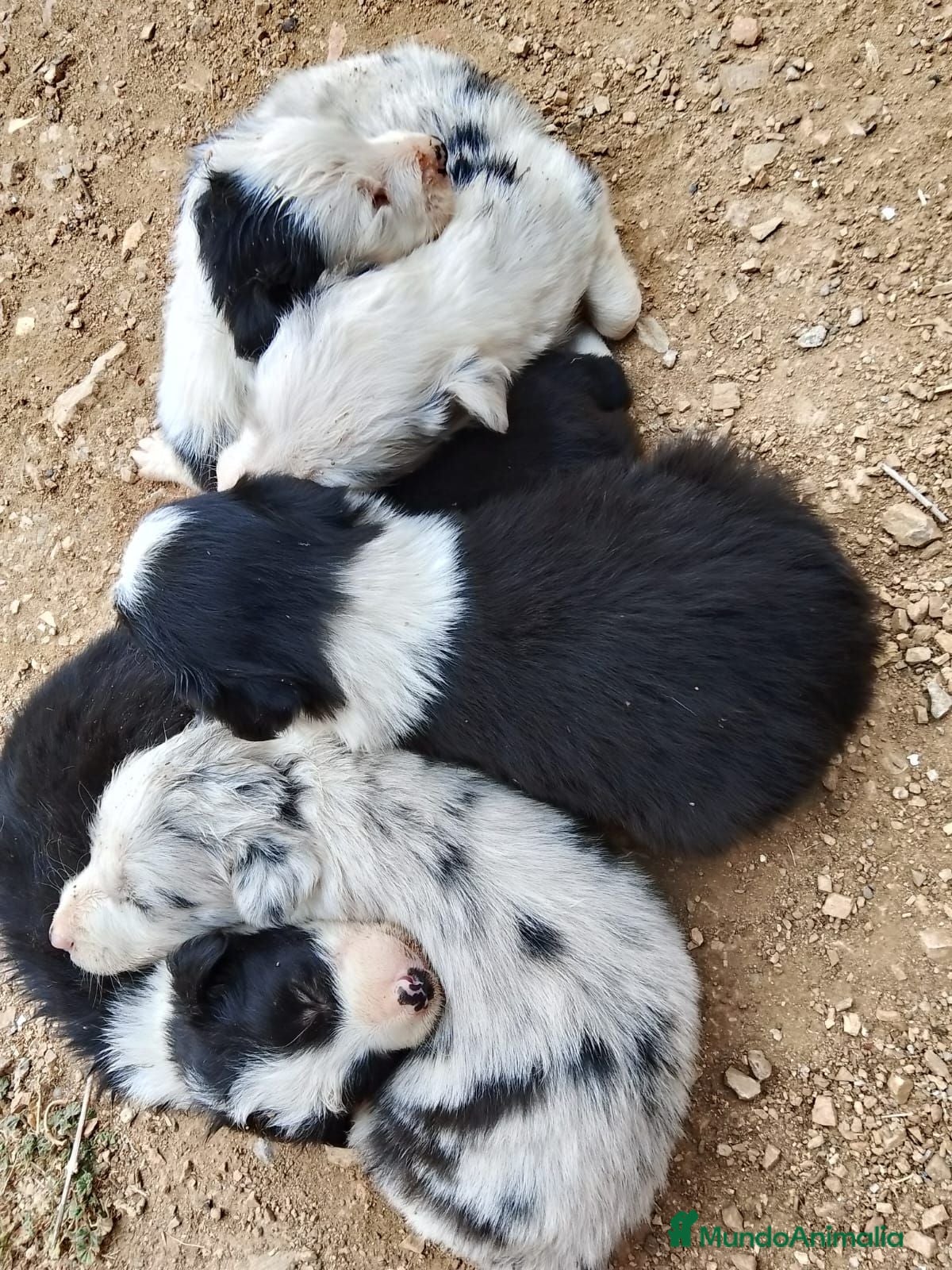 Border Collie perros Preciosos border collie - Anuncio 1