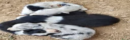 Border Collie perros en adopcion: Preciosos border collie - Anuncio 1