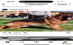 Pastor Alemán perros en venta: Cachorros de pastor alemán  - Imagen 5