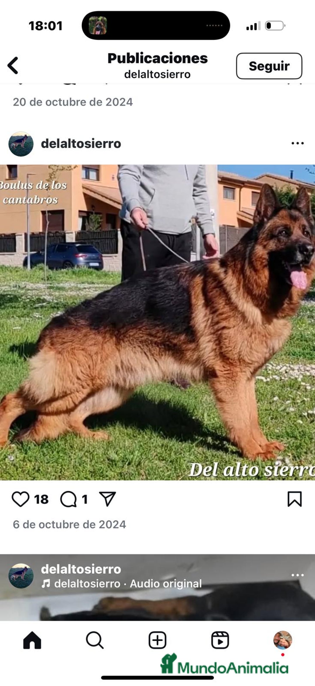 Pastor Alemán perros en venta: Cachorros de pastor alemán  - Imagen 5