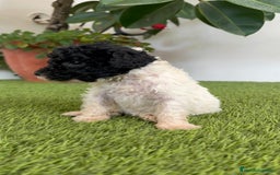 Perro de Agua Español perros en venta: PERRO DE AGUA ESPAÑOL HEMBRA - Imagen 7