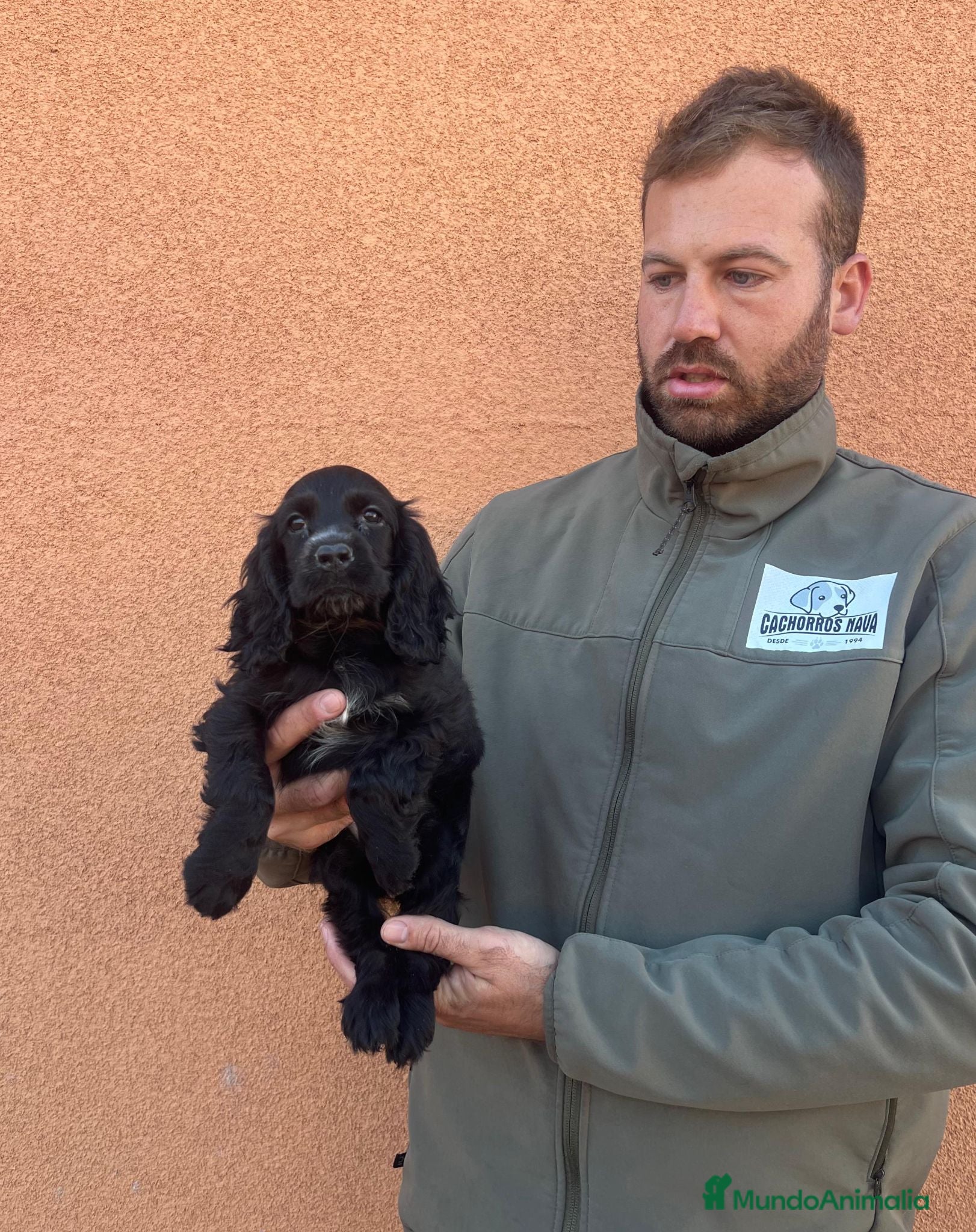 Cocker Spaniel Inglés perros Cocker spaniel - Anuncio 1