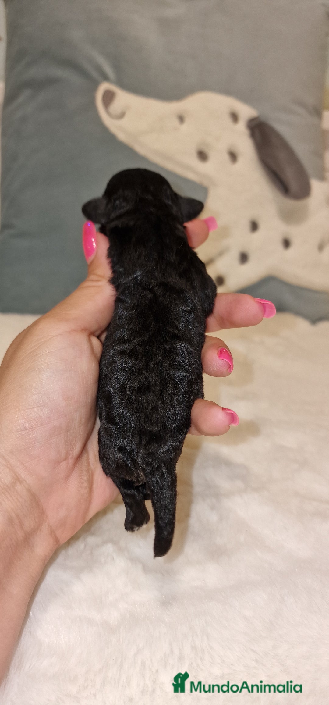 Caniche Toy perros en venta: CANICHES TOY MACHOS Y HEMBRA - Imagen 5
