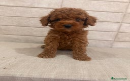 Caniche Toy perros en venta: CANICHE TOY  - Imagen 1
