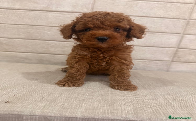 Caniche Toy perros - Propaganda 12