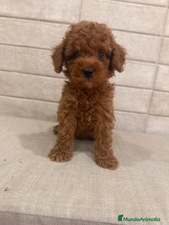 Caniche Toy perros - Anuncio 5