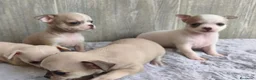 Chihuahua perros en venta: CHIHUAHUA - Anuncio 6