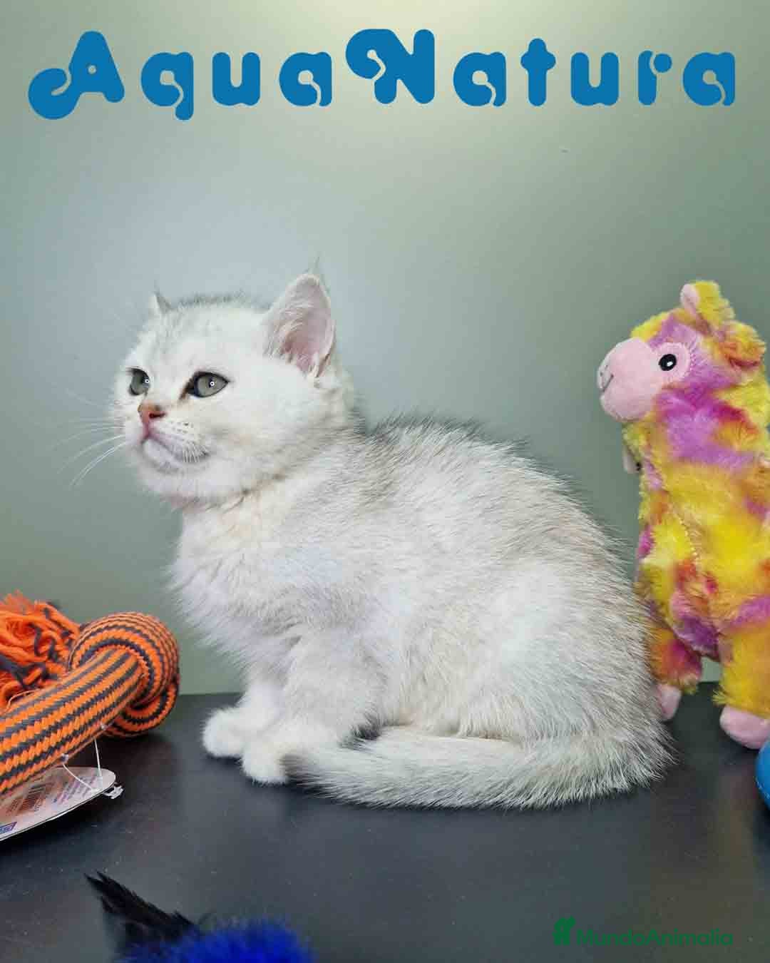 Británico de Pelo Corto gatos en venta: British Macho 7794 AQUANATURA - Anuncio 5