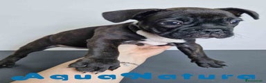 Bulldog Francés Cachorro 1